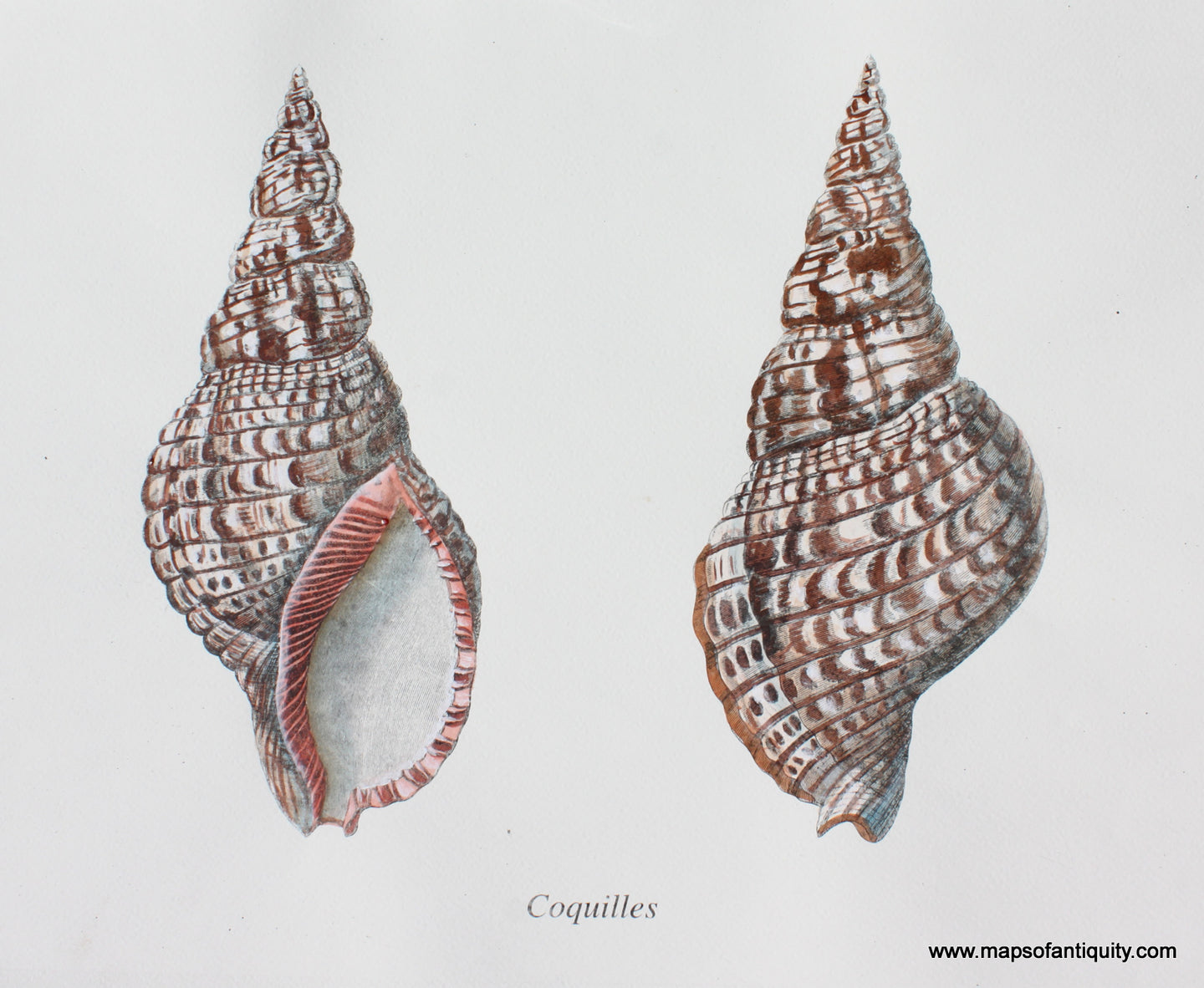 Digitally-Engraved-Specialty-Reproduction-Coquilles-(Reproduction)-Reproductions---Reproduction-Maps-Of-Antiquity