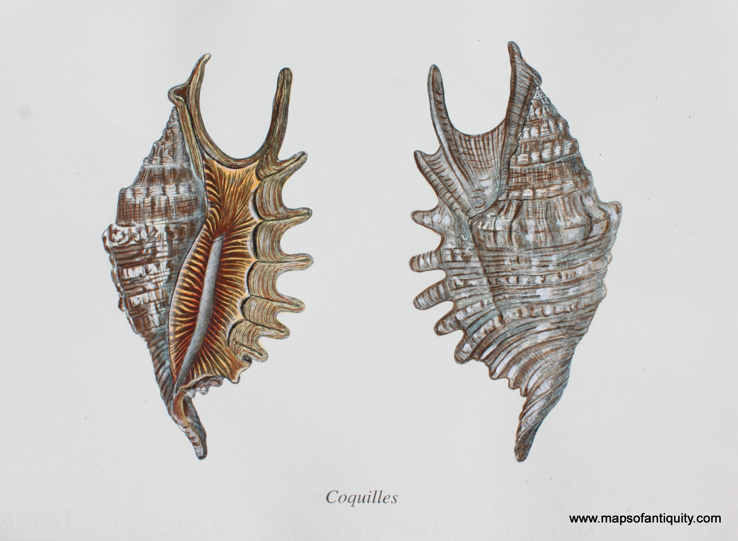Digitally-Engraved-Specialty-Reproduction-Coquilles-(Reproduction)-Reproductions---Reproduction-Maps-Of-Antiquity