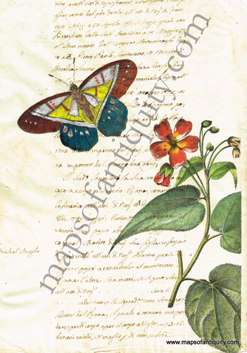 Digitally-Engraved-Specialty-Reproduction-Butterfly-(Reproduction-on-Antique-Paper)-***CURRENTLY-OUT-OF-STOCK***-Reproductions---Reproduction-Maps-Of-Antiquity