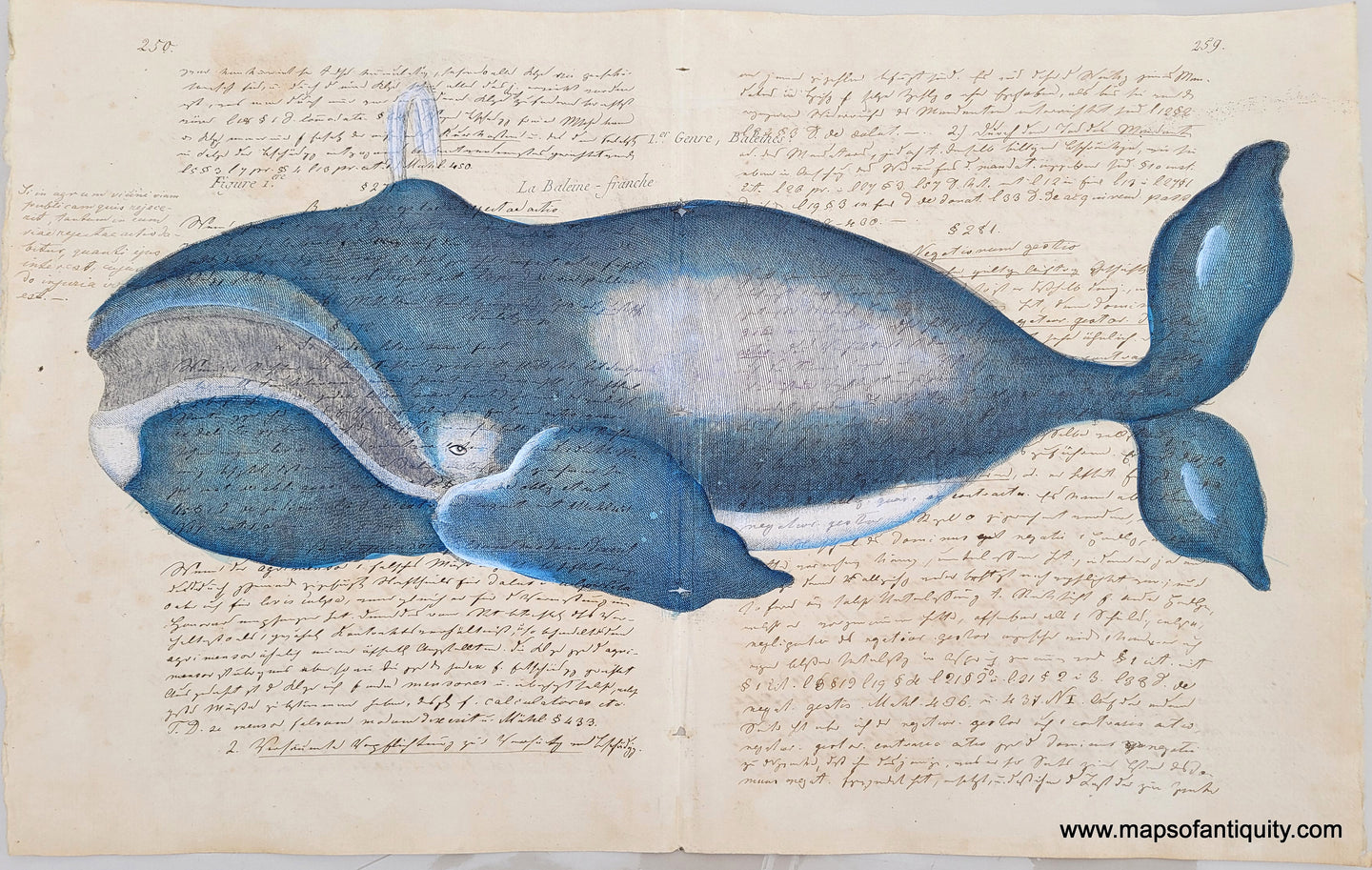 Reproduction-Antique-Print-Prints-Ledger-Notebook-Paper-Maps-Antiquity-Whales-Whaling-Whale-North-Atlantic-Right-Whale-Bowhead-Whale