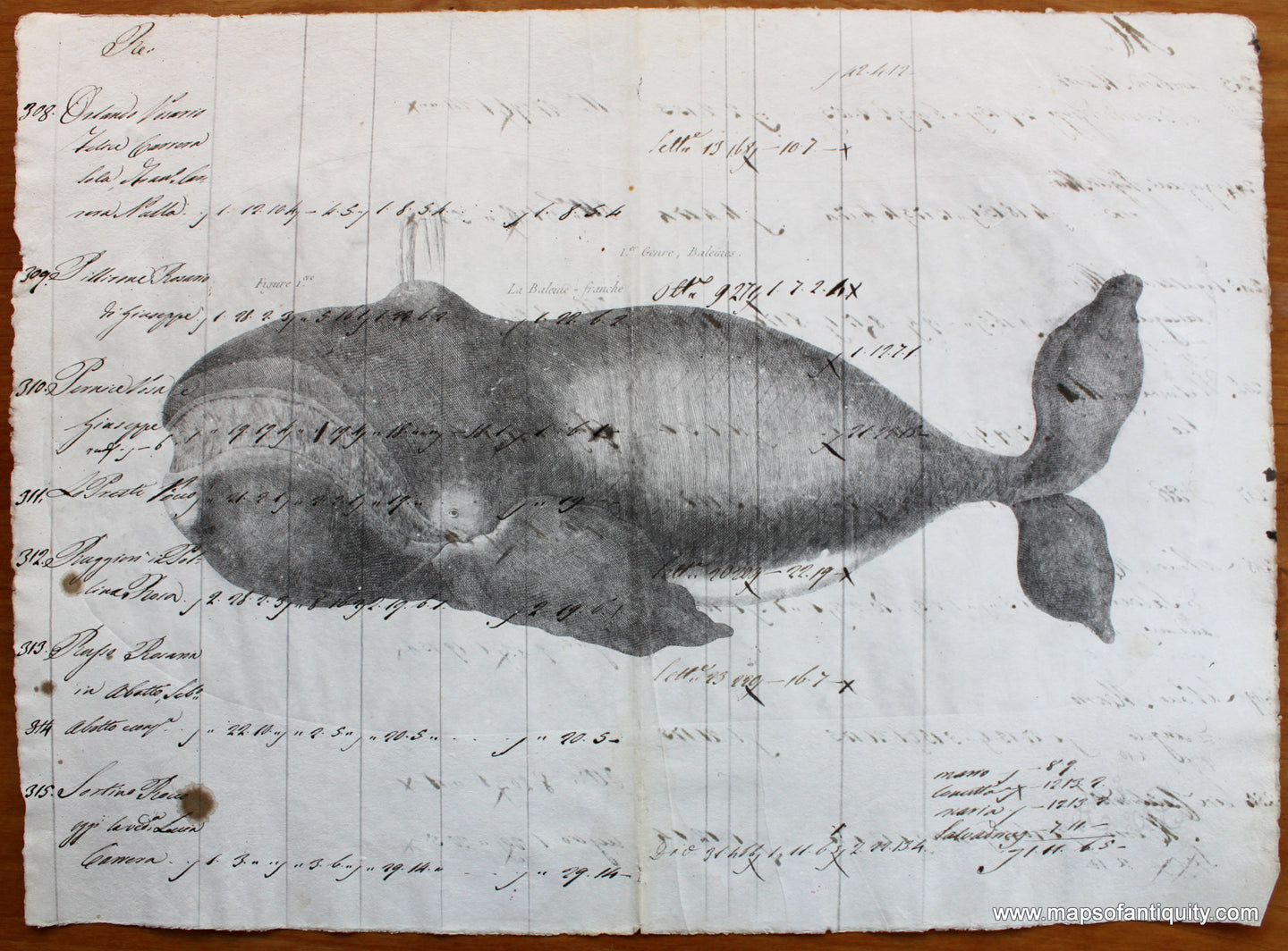 Specialty-Reproduction-Bowhead-Whale-(Reproduction-on-Antique-Paper)--Digitally-Engraved-Specialty-Reproduction---Reproduction-Maps-Of-Antiquity