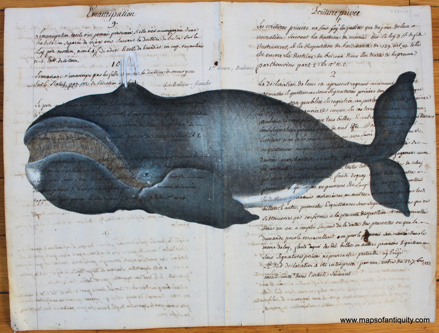 Reproduction-Antique-Print-Prints-Ledger-Notebook-Paper-Maps-Antiquity-Whales-Whaling-Whale-North-Atlantic-Right-Whale-Bowhead-Whale
