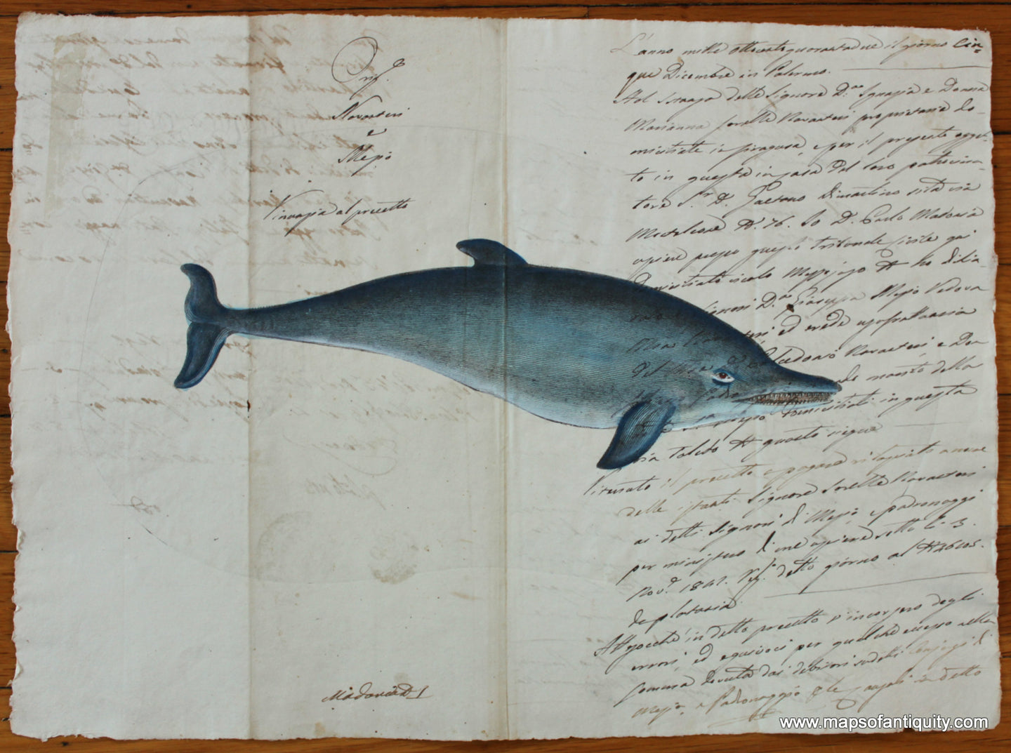 Specialty-Reproduction-Dolphin-(Reproduction-on-Antique-Paper)-Digitally-Engraved-Specialty-Reproduction---Reproduction-Maps-Of-Antiquity