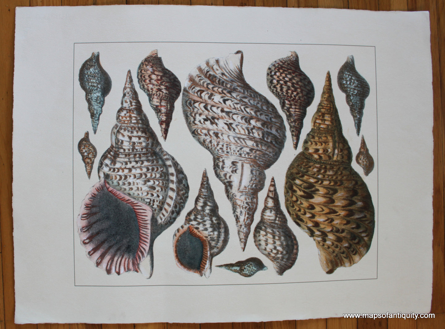 Specialty-Reproduction-Shells-(Reproduction)-Digitally-Engraved-Specialty-Reproduction---Reproduction-Maps-Of-Antiquity