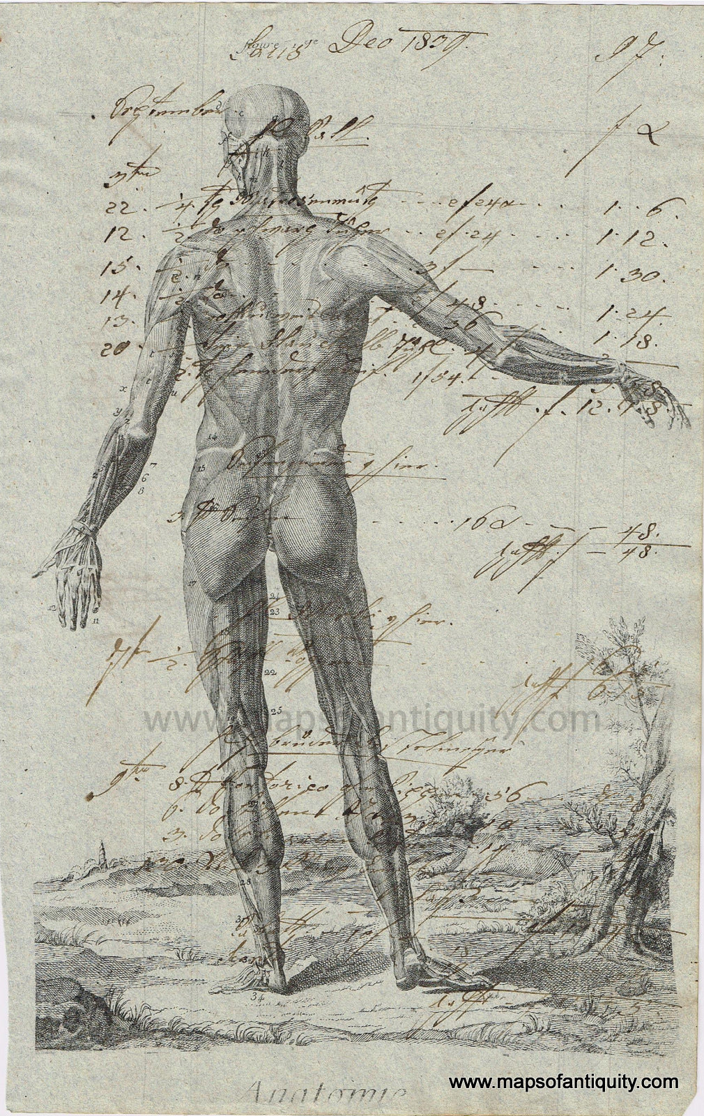 Maps-of-Antiquity-Antique-Ledger-Paper-Print-Digitally-Engraved-Specialty-Reproduction-Illustration-Anatomical-Anatomy-Human-muscular-System-musculature-muscles-body