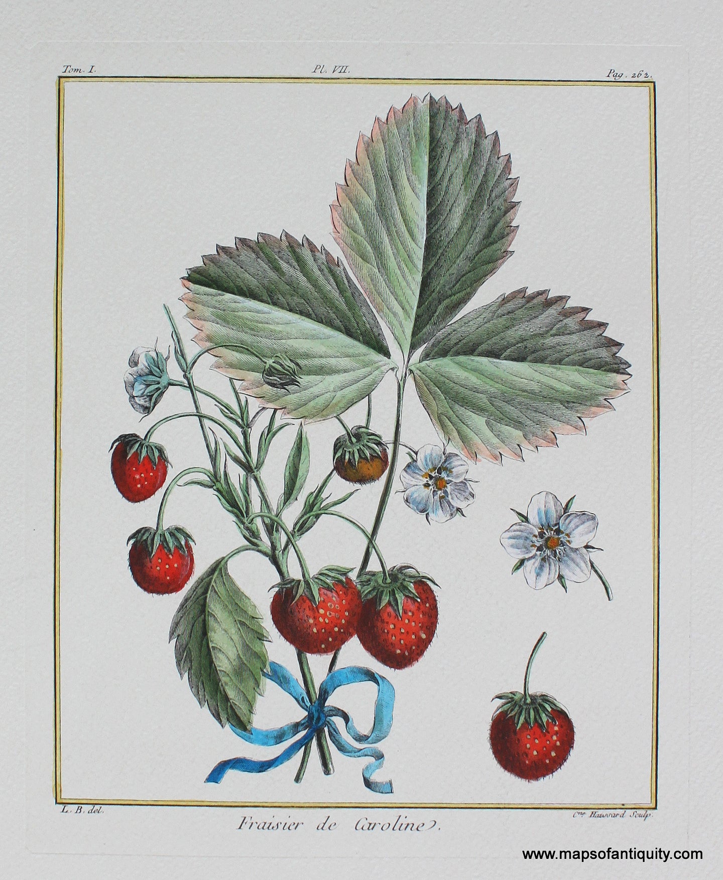Digitally-Engraved-Specialty-Reproductions-Fraisier-de-Caroline-Strawberry-Strawberries-Fruit-Berry-Berries-Botanical-Print-Prints-Maps-of-Antiquity