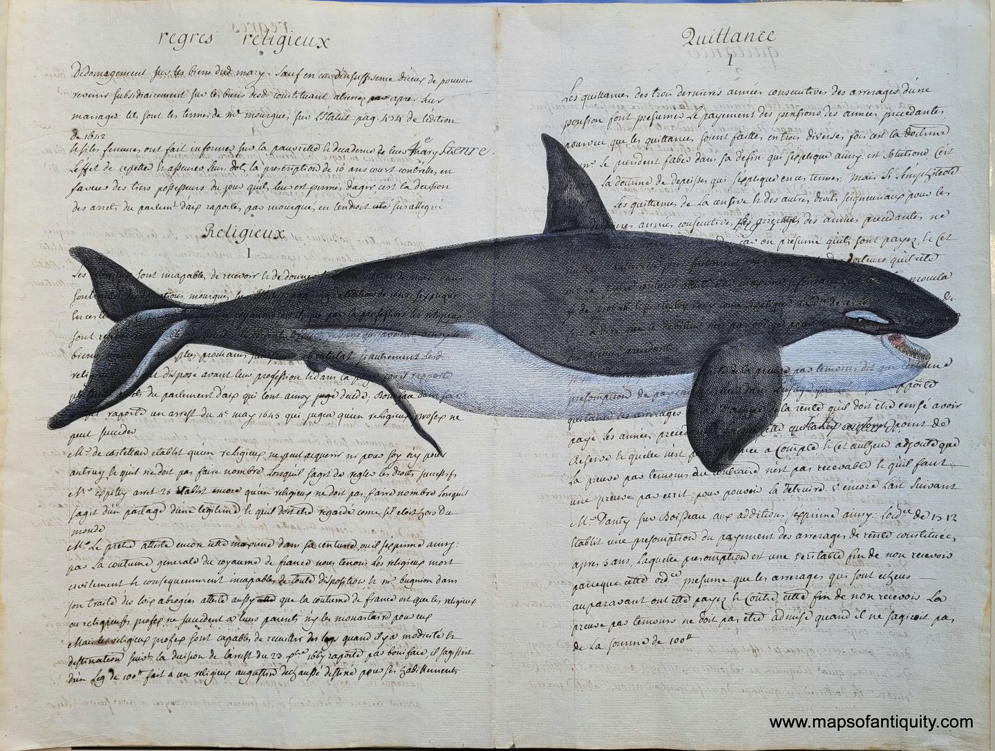Digitally-Engraved-Specialty-Reproduction-Reproductions-Antique-Natural-History-Print-Prints-Whale-Toothed-Whales-Maps-of-Antiquity