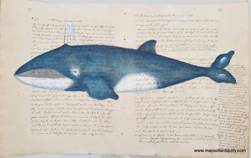 Whale Print Art Illustration Blue White Digitally Engraved Specialty Reproduction Whale (Reproduction) Reproduction on Antique Paper Maps of Antiquity