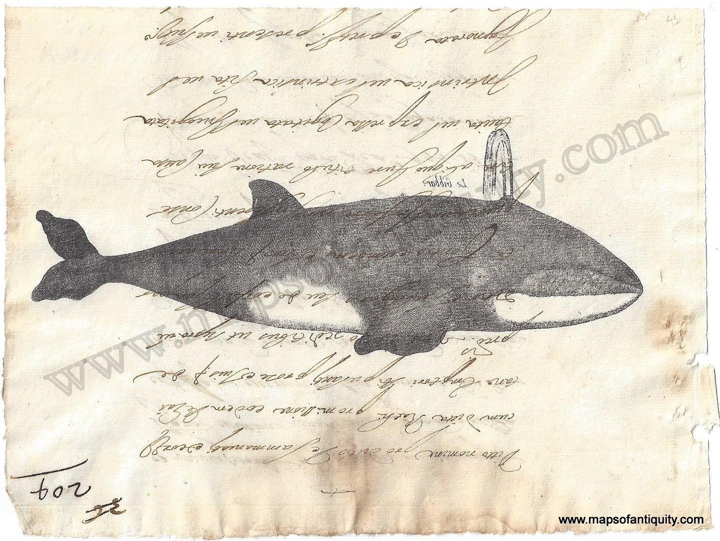 Digitally-Engraved-Specialty-Reproduction-Whale-(Reproduction)-Reproduction-Maps-of-Antiquity