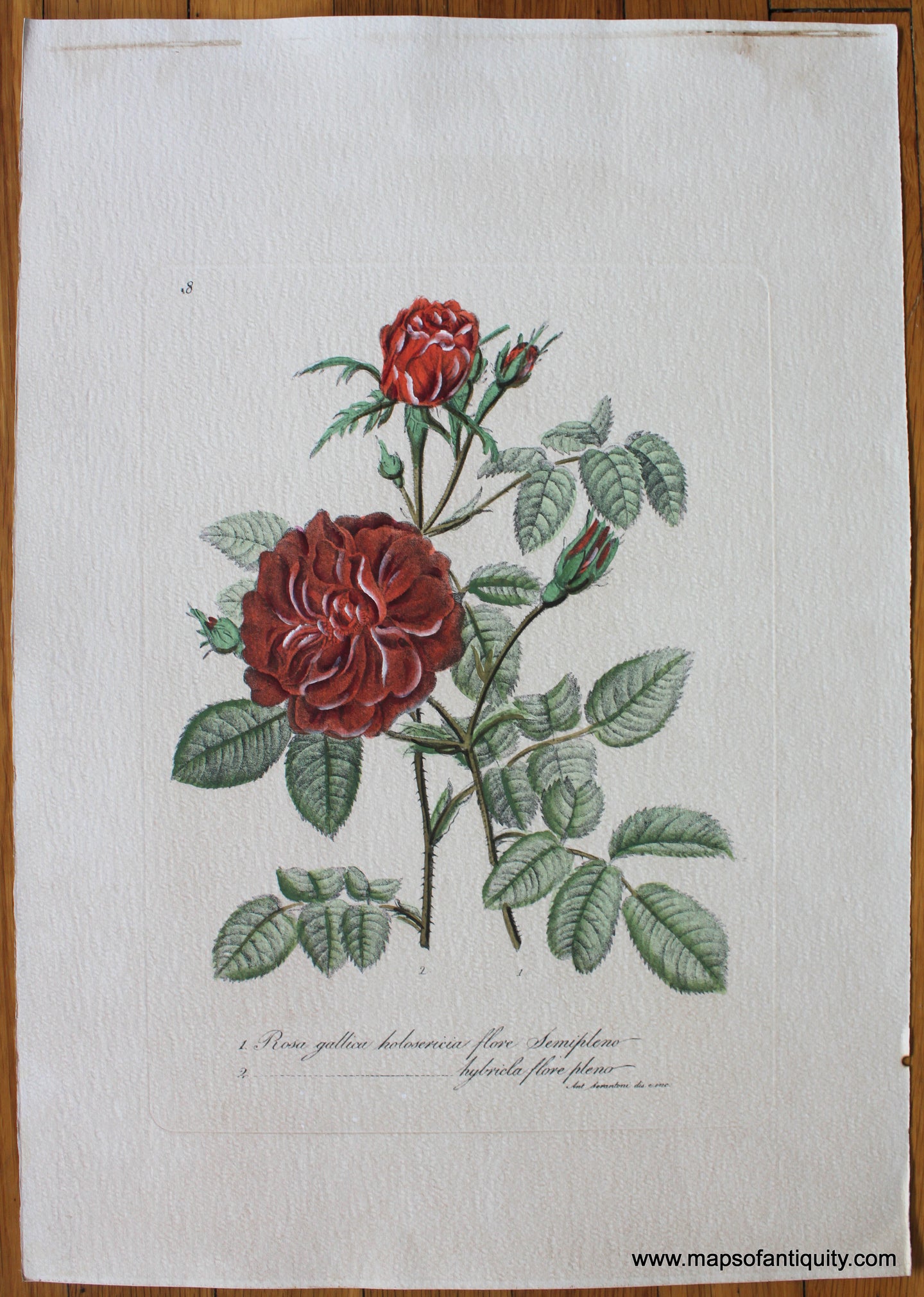 Digitally-Engraved-Specialty-Reproduction-Rosa-gallica-(Reproduction)-Reproduction-Maps-of-Antiquity