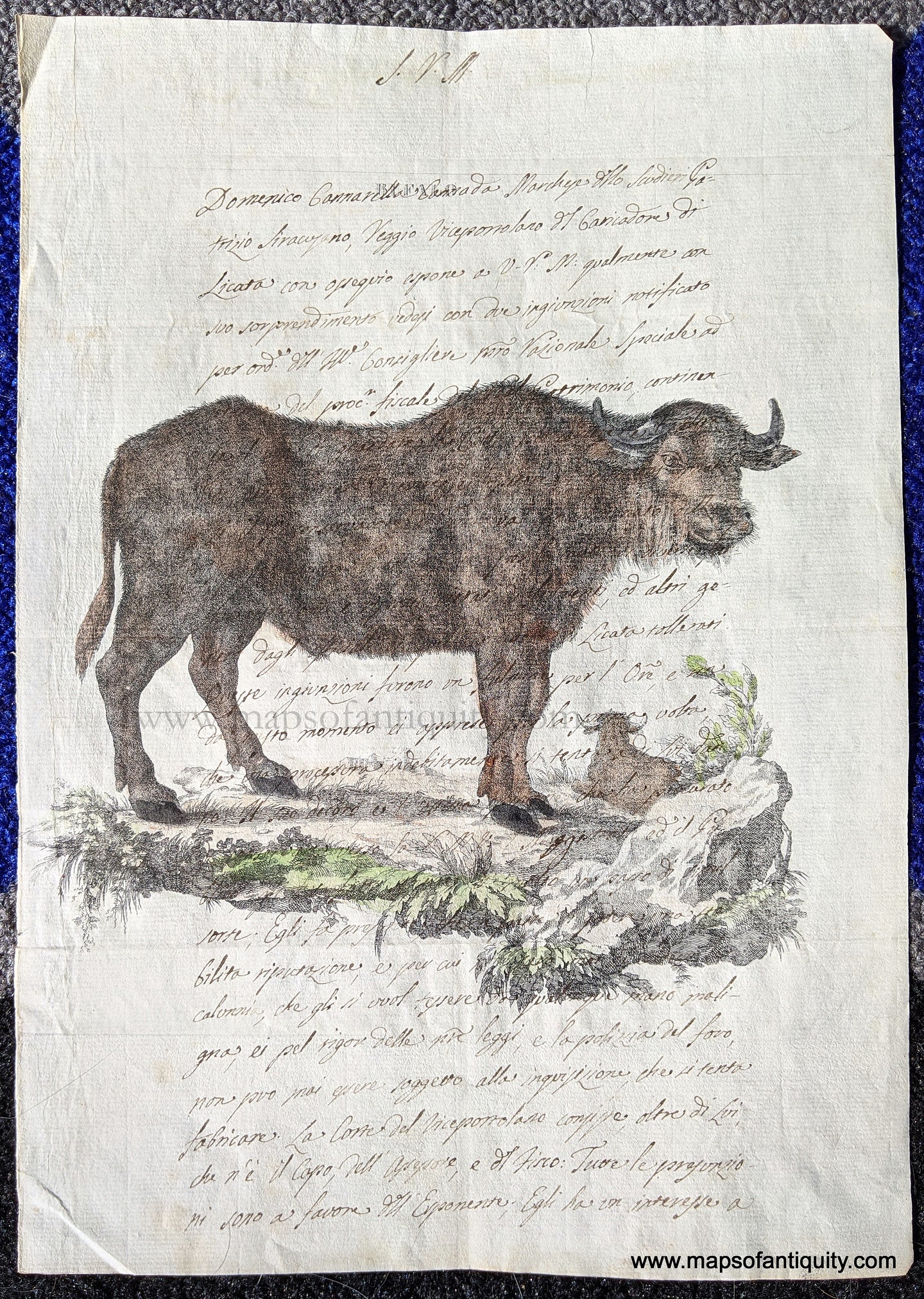Digitally-Engraved-Specialty-Reproduction-Natural-History-Print-Prints-Water-Buffalo-Reproductions-1800s-19th-century-Maps-of-Antiquity