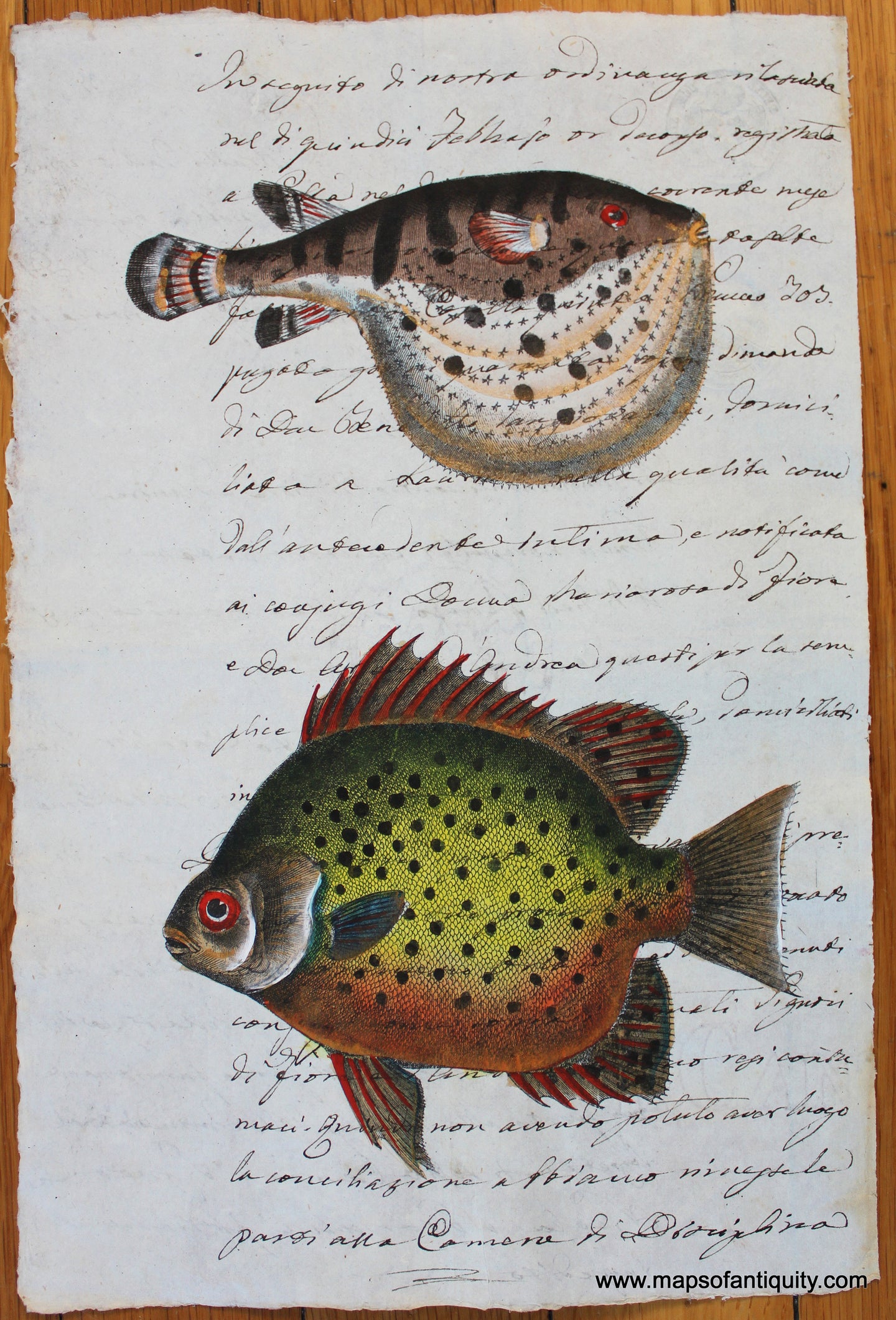 Digitally-Engraved-Specialty-Reproduction-Fish---Reproduction-on-Antique-Paper-Digitally-Engraved-Specialty-Reproductions----Maps-Of-Antiquity-1800s-19th-century