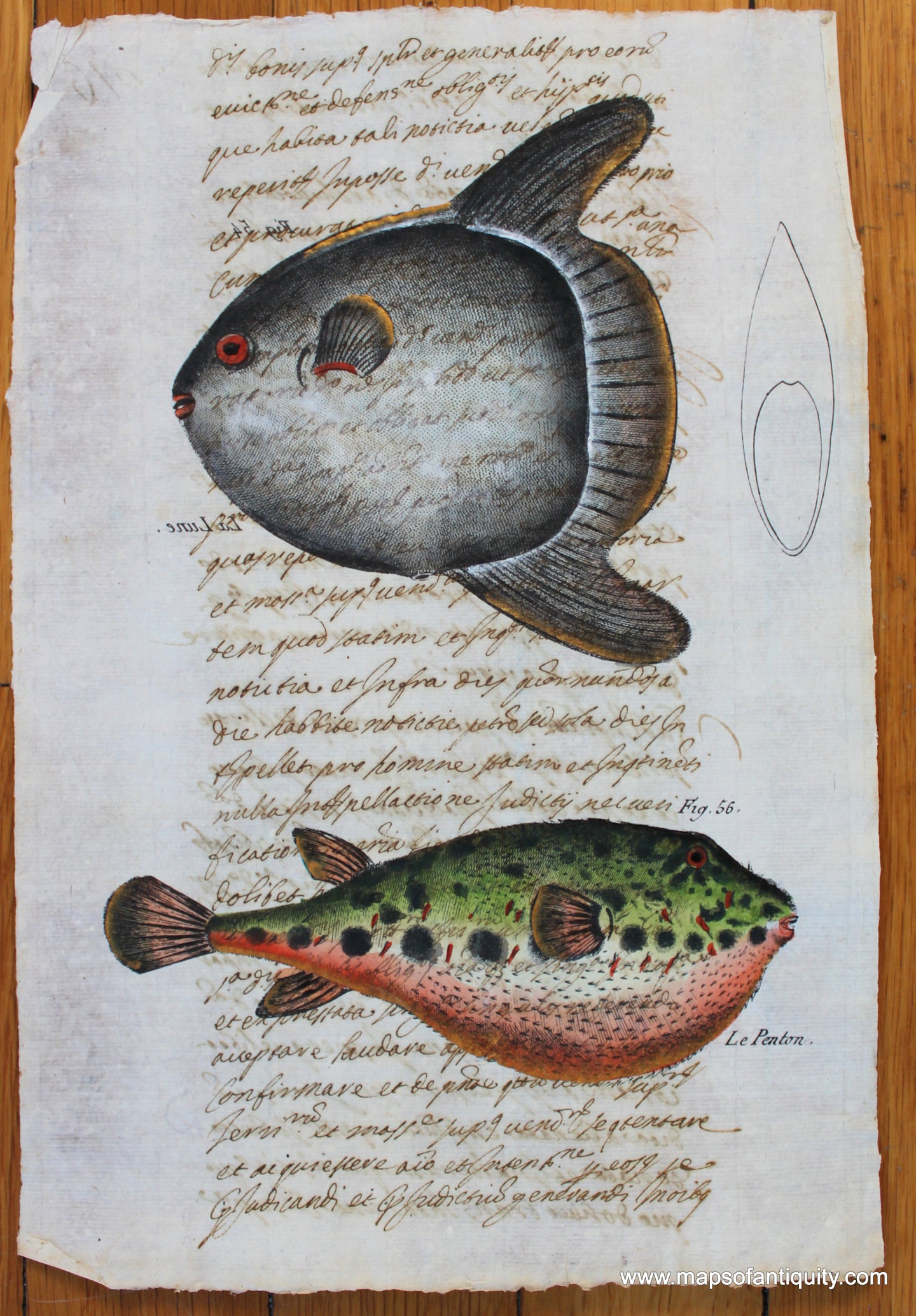 Digitally-Engraved-Specialty-Reproduction-Fish---Reproduction-on-Antique-Paper-Digitally-Engraved-Specialty-Reproductions----Maps-Of-Antiquity-1800s-19th-century