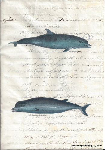 REP669-Digitally-Engraved-Specialty-Reproduction-Dolphins-(Reproduction)-Reproduction-Maps-of-Antiquity