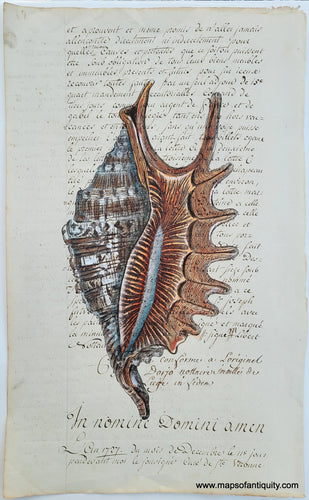 Seashell-Sea-Shell-Digitally-Engraved-Specialty-Reproduction-Shells-Shell-Diagram-Diagrams-Natural-History-Print-Prints-Reproductios-Maps-of-Antiquity
