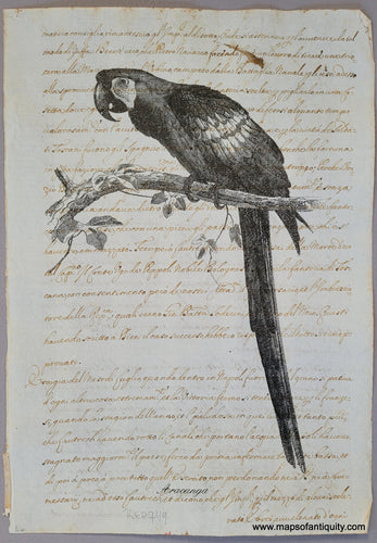 Digitally-Engraved-Specialty-Reproduction-Scarlet-Macaw---Aracanga-Reproduction-on-Antique-Paper---Reproduction-Maps-Of-Antiquity