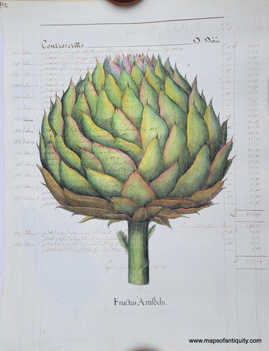 Specialty-Hand-Made-Reproduction-on-Antique-Paper-Artichoke---Fructus-Artichochi-Reproduction--Maps-Of-Antiquity