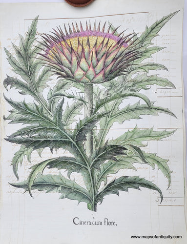 Specialty-Hand-Made-Reproduction-on-Antique-Paper-Thistle---Cinera-cum-flore-Reproduction--Maps-Of-Antiquity