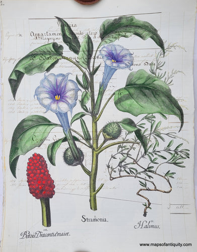 Specialty-Hand-Made-Reproduction-on-Antique-Paper-Jimsonweed-devils-snare-or-devils-trumpet---Stramonia--Reproduction--Maps-Of-Antiquity