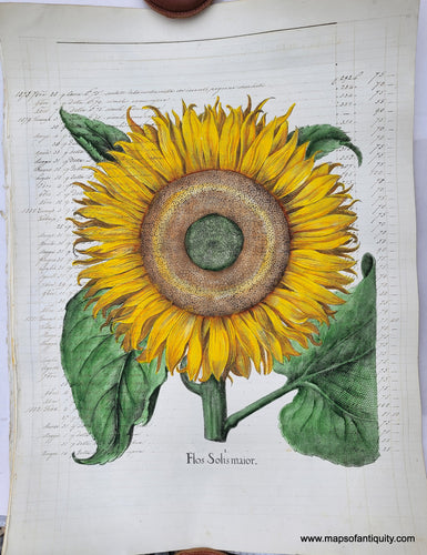 Specialty-Hand-Made-Reproduction-on-Antique-Paper-Sunflower---Flos-Solis-maior-Reproduction--Maps-Of-Antiquity