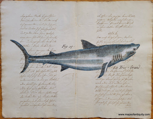 Specialty-Hand-Made-Reproduction-on-Antique-Paper-Le-Tres-Grand-Shark---Reproduction-Maps-Of-Antiquity