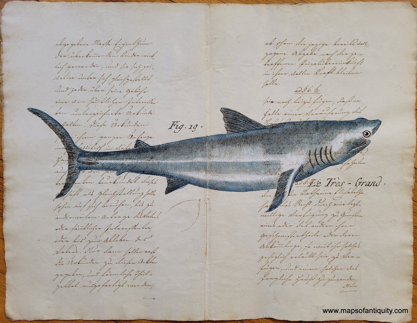 Specialty-Hand-Made-Reproduction-on-Antique-Paper-Le-Tres-Grand-Shark---Reproduction-Maps-Of-Antiquity