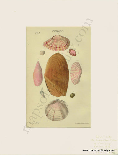 Antique-Natural-History-Print-Prints-Illustration-Illustrations-Lithograph-Lithographs-Hand-Colored-Coloring-Tellina-Tellin-Shells-Sea-Seashell-Seashells-Shell-Marine-Aquatic-Life-Diagram-Diagrams-1823-1820s-1800s-Early-19th-Century-Maps-of-Antiquity