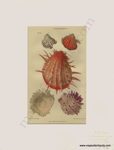 Antique-Natural-History-Print-Prints-Illustration-Illustrations-Lithograph-Lithographs-Hand-Colored-Coloring-Spondylus-Thorny-Oyster-Shells-Sea-Seashell-Seashells-Shell-Marine-Aquatic-Life-Diagram-Diagrams-1823-1820s-1800s-Early-19th-Century-Maps-of-Antiquity