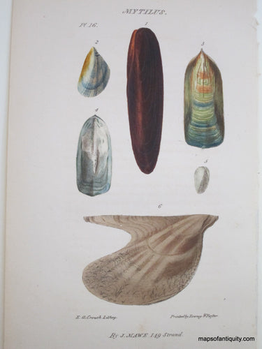 Lithograph-Mytilus-Pl.16-Shells--1823-Mawe-Maps-Of-Antiquity