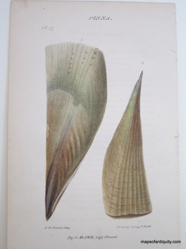 Lithograph-Pinna-Pl.17-Shells--1823-Mawe-Maps-Of-Antiquity