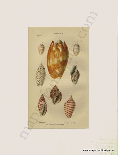 Antique-Natural-History-Print-Prints-Illustration-Illustrations-Lithograph-Lithographs-Hand-Colored-Coloring-Voluta-Volute-Wreath-Shells-Sea-Seashell-Seashells-Shell-Marine-Aquatic-Life-Diagram-Diagrams-1823-1820s-1800s-Early-19th-Century-Maps-of-Antiquity