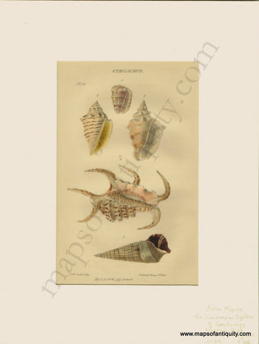 Antique-Natural-History-Print-Prints-Illustration-Illustrations-Lithograph-Lithographs-Hand-Colored-Coloring-Strombus-Winged-Claw-Shells-Sea-Seashell-Seashells-Shell-Marine-Aquatic-Life-Diagram-Diagrams-1823-1820s-1800s-Early-19th-Century-Maps-of-Antiquity
