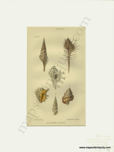 Antique-Natural-History-Print-Prints-Illustration-Illustrations-Lithograph-Lithographs-Hand-Colored-Coloring-Trumpet-Murex-Shells-Sea-Seashell-Seashells-Shell-Marine-Aquatic-Life-Diagram-Diagrams-1823-1820s-1800s-Early-19th-Century-Maps-of-Antiquity