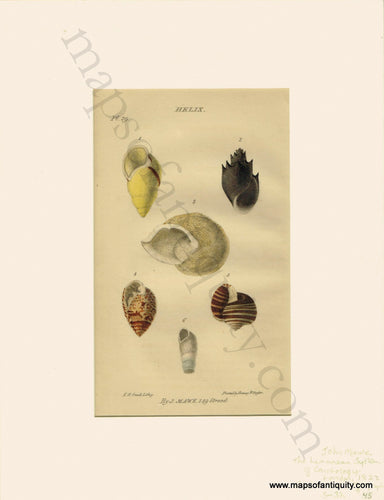 Antique-Natural-HistoryPrint-Prints-Illustration-Illustrations-Lithograph-Lithographs-Hand-Colored-Coloring-Helix-Snail-Shells-Sea-Seashell-Seashells-Shell-Marine-Aquatic-Life-Diagram-Diagrams-1823-1820s-1800s-Early-19th-Century-Maps-of-Antiquity