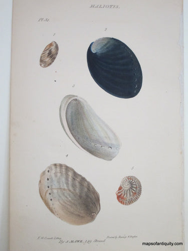 Lithograph-Halitos-Pl.-31-Shells--1823-Mawe-Maps-Of-Antiquity