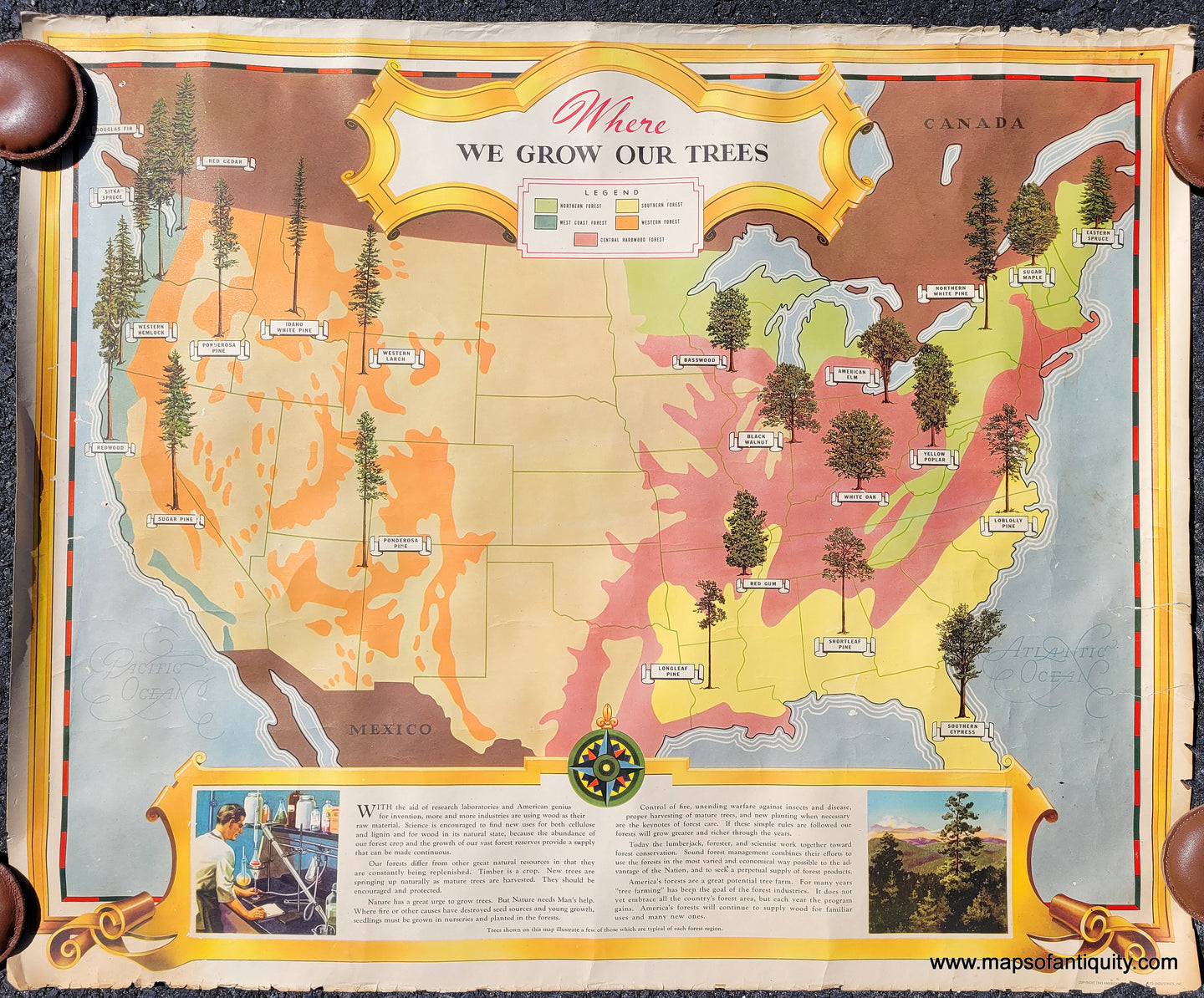 Large and colorful vintage map of the United States with illustrations of trees of various species to indicate where the trees are grown. A decorative title at top with color key to the forests (northern, western, etc) and a text box at bottom are both surrounded by decorative golden scroll work. The text covers the use of wood as a material and the importance of 