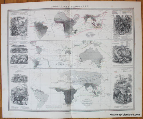 Geographical-Distribution-of-Quadrumana-Marsupialia-Edentata-and-Pachydermata-Johnston-1856-Antique-Map-1850s-1800s