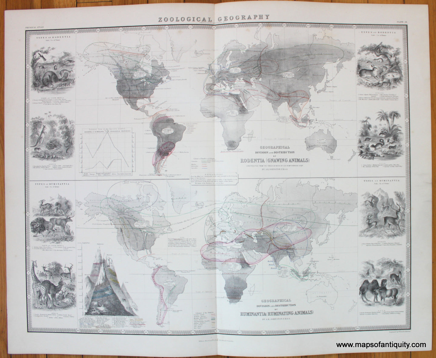 Geographical-Distribution-of-Rodentia-and-Ruminantia-Johnston-1856-Antique-Map-1850s-1800s