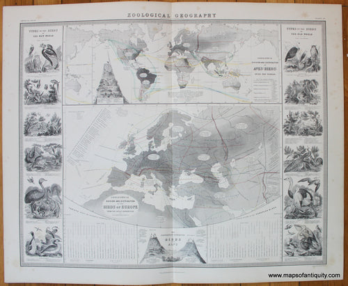 Geographical-Distribution-of-Aves-Johnston-1856-Antique-Map-1850s-1800s