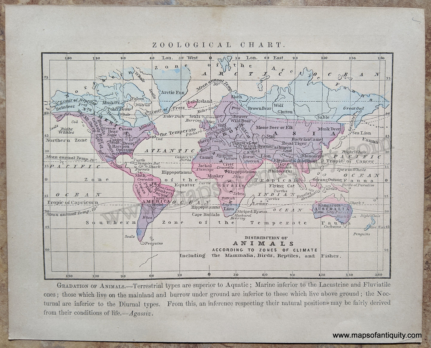 Antique-Hand-Colored-Map-Zoological-Chart-World--1857-Morse-and-Gaston-Maps-Of-Antiquity-1800s-19th-century