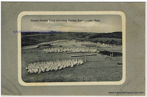 Antique-Postcard-Nauset-Poultry-Farm-Breeding-Ducks-East-Orleans-Mass