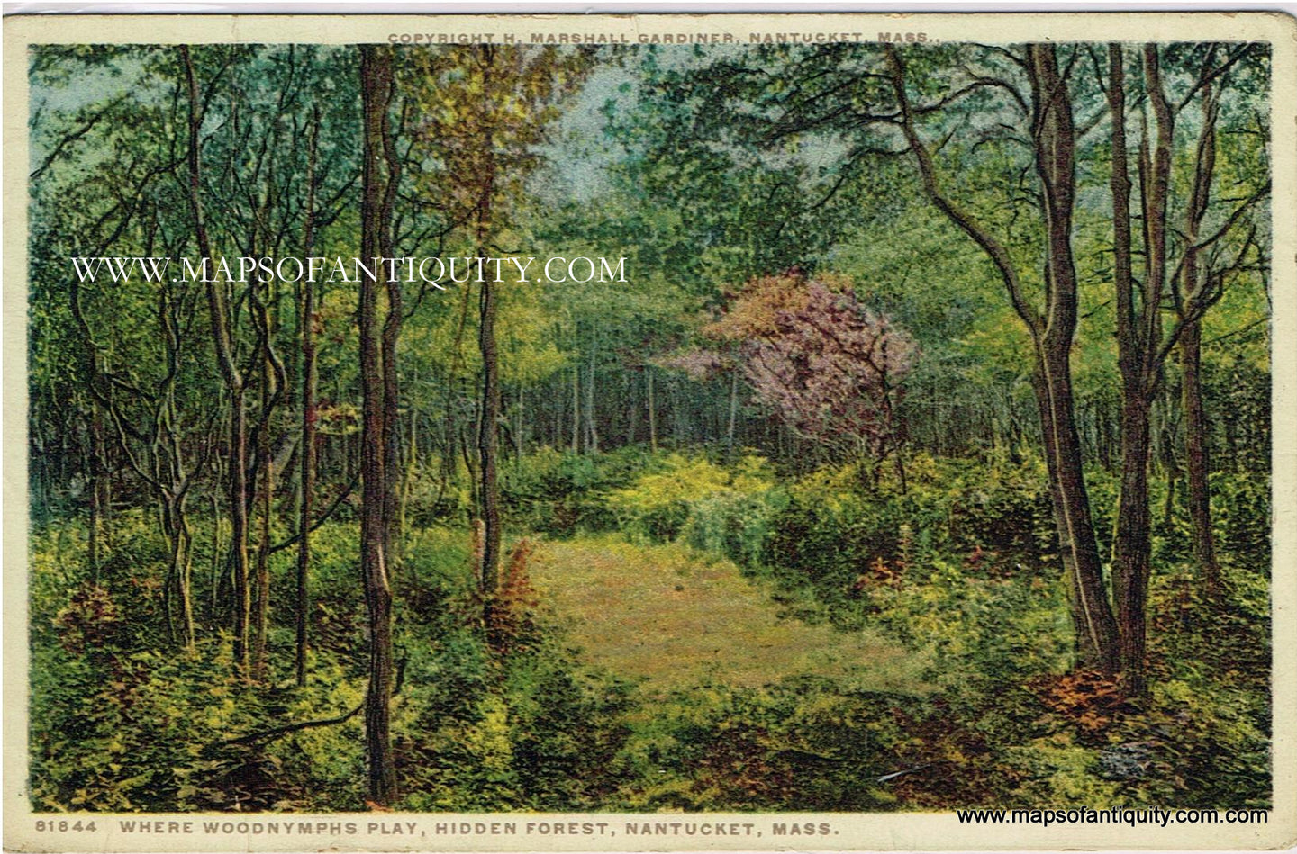 Antique-Colored-Postcard-81844-Where-Woodnymphs-Play-Hidden-Forest-Nantucket-Mass---Postcard-******-Postcard-Cape-Cod-and-Islands-1915-1930-H.-Marshall-Gardiner-Maps-Of-Antiquity