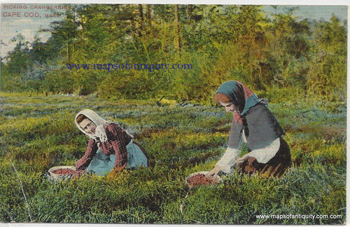 Antique-Colored-Postcard-Picking-Cranberries-Cape-Cod-Mass---Postcard-Postcard-Cape-Cod-and-Islands-1907-1914-Metropolitan-News-&-Publishing-Co-Maps-Of-Antiquity