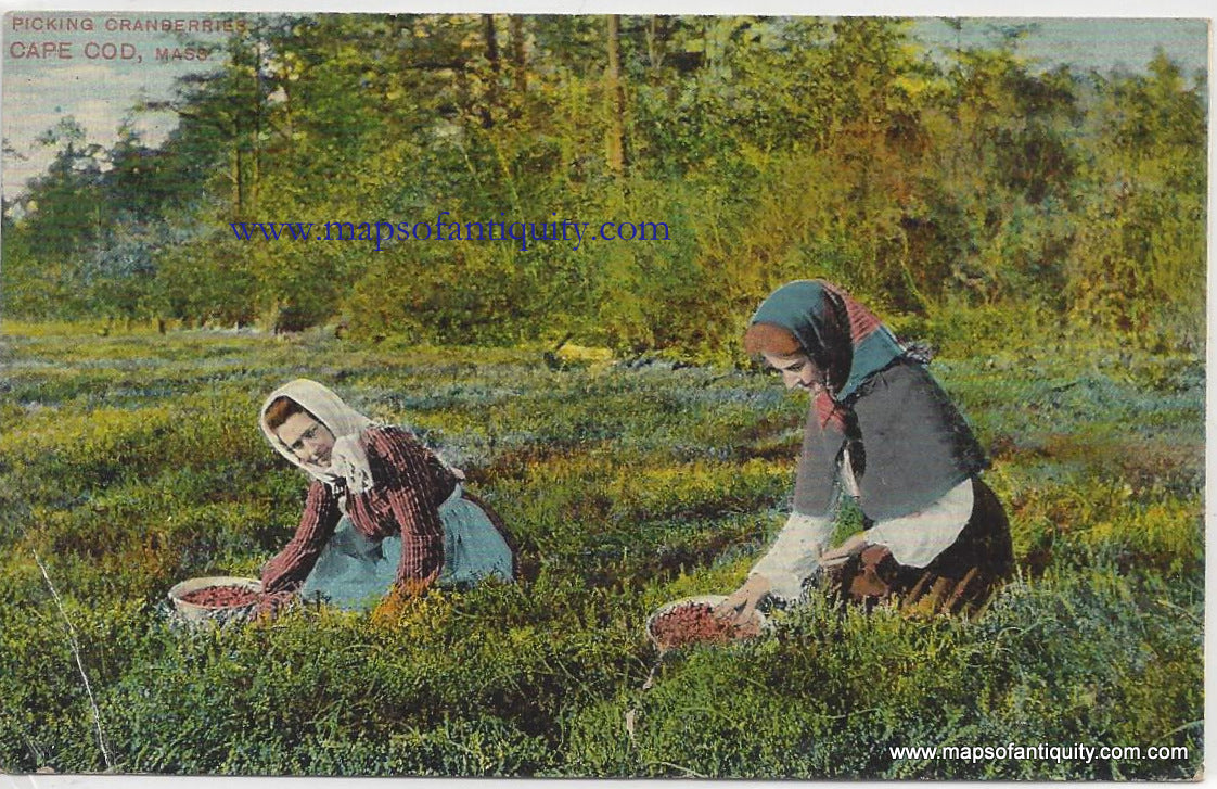 Antique-Colored-Postcard-Picking-Cranberries-Cape-Cod-Mass---Postcard-Postcard-Cape-Cod-and-Islands-1907-1914-Metropolitan-News-&-Publishing-Co-Maps-Of-Antiquity